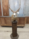 5x5 Mule Deer Pedestal Taxidermy Mount