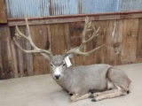 Mule Deer Full Body Taxidermy Mount