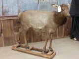 Juvenile Elk Full Body Taxidermy Mount