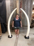 Nice Reproduction Elephant Tusks Taxidermy
