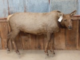 Juvenile Elk Full Body Taxidermy Mount