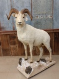 Alaskan Dall Sheep Full Body Taxidermy Mount