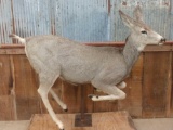 Mule Deer Doe Leaping Full Body Taxidermy Mount