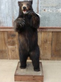 Black Bear Full Body Taxidermy Mount