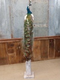 Pied Peacock Full Body Pedestal Taxidermy Mount