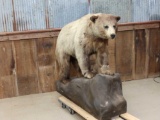 Cinnamon Black Bear Full Body Taxidermy Mount