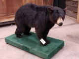 Black Bear Full Body Taxidermy Mount