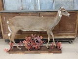Extra Long Whitetail Doe Full Body Taxidermy Mount