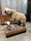 Grizzly Bear Full Body Taxidermy Mount