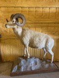 Alaskan Dall Sheep Full Body Taxidermy Mount
