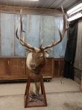 7x7 Elk Pedestal Mount Taxidermy