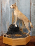 Australian Dingo Full Body Taxidermy Mount