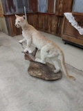 Mountain Lion Full Body Taxidermy Mount