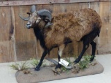 Corsican Ram Sheep Full Body Taxidermy Mount