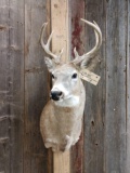 4x4 Whitetail Taxidermy Mount