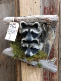 2 Raccoons In A Den