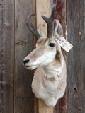 Pronghorn Antelope Shoulder Mount Taxidermy