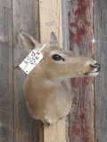 Whitetail Doe Shoulder Mount Taxidermy
