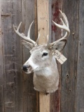 5x5 Whitetail Taxidermy Mount