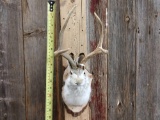 Jackalope Shoulder Mount Taxidermy