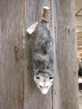 Opossum Full Body Taxidermy Mount