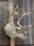 Caribou Shoulder Mount Taxidermy