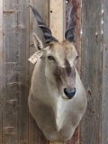 African Eland Shoulder Mount Taxidermy