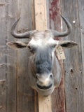 African Wildebeest Shoulder Mount Taxidermy