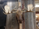 Moose Shoulder Mount Taxidermy 60