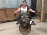 African Cape Buffalo Shoulder Mount Taxidermy