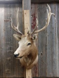 4x5 Elk Shoulder Mount Taxidermy