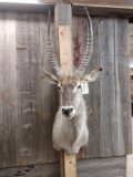African Waterbuck Shoulder Mount Taxidermy