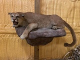 Mountain Lion Cougar Full Body Mount Taxidermy