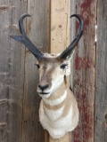 Pronghorn Antelope Shoulder Mount Taxidermy
