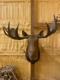 Moose Shoulder Mount Taxidermy