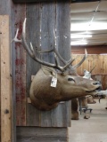 6x5 Bugling Elk Shoulder Mount Taxidermy