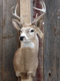 4x4 Whitetail Taxidermy Mount
