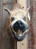 Wild Boar Shoulder Mount Taxidermy