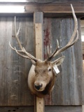 6x6 Elk Shoulder Mount Taxidermy