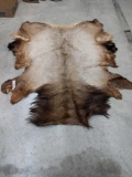 Soft Tanned Elk Skin Taxidermy