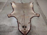 African Eland Rug Taxidermy
