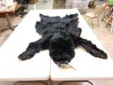 Tanned Black Bear Skin Taxidermy