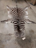 Tanned Zebra Skin Taxidermy