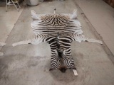 Big Soft Tanned Zebra Skin Taxidermy