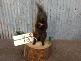 Black Squirrel Full Body Taxidermy