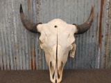Large Herd Bull America Bison Buffalo Skull Taxidermy