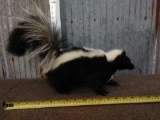 Skunk Full Body Taxidermy Mount