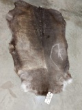 Soft Tanned Caribou Skin Taxidermy