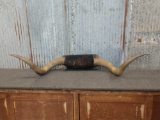 Vintage Longhorn Horns Taxidermy