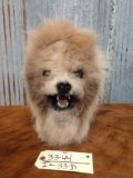 Chupacabra Head Mount Taxidermy